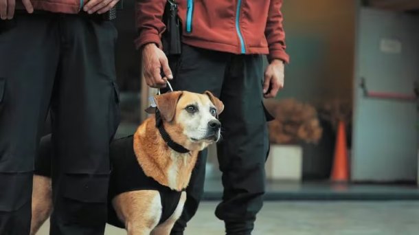 El perro pirata: Lo abandonaron en la autopista y hoy es oficial mayor de la Policía