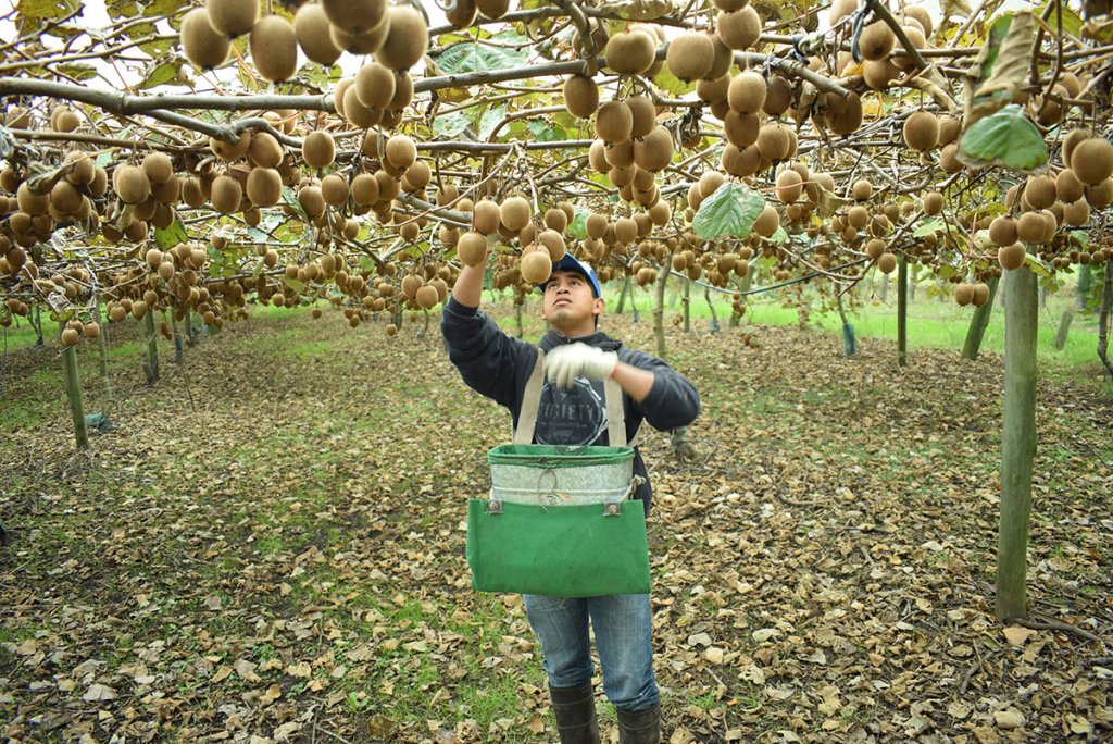 Cómo fue el desarrollo del kiwi en la Argentina