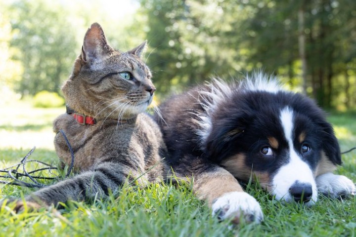 Cómo cuidar a nuestras mascotas ante la ola de calor