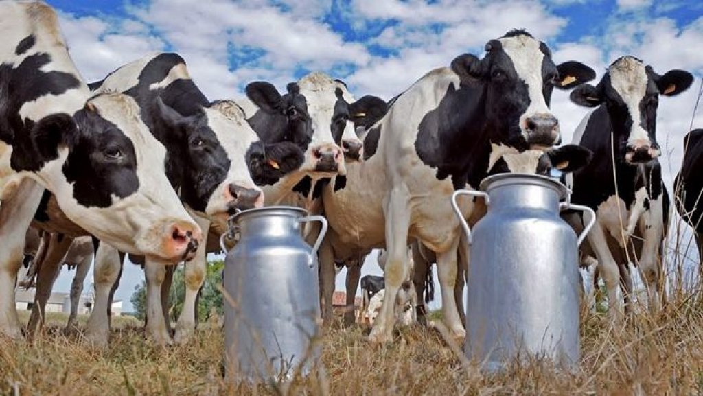 El Gobierno otorgó el primer crédito en litros de leche