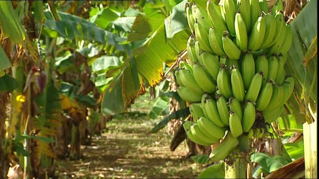 Pánfilo Ayala: “Estamos en una etapa terminal del cultivo porque ya no hay recursos económicos para sostener esta producción”