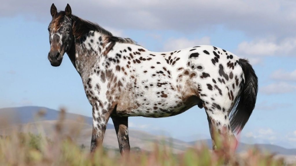 Era artista plástico y ahora cria caballos: "Me estoy dando este lujo, que es mi pasión de siempre"