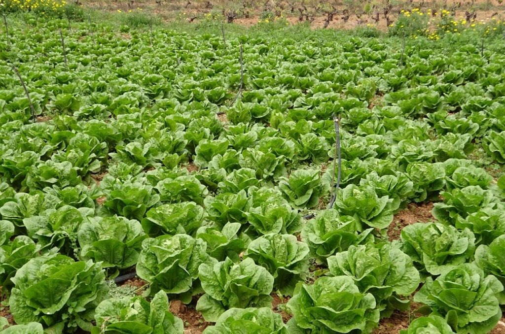 Oscar Liverotti: &quot;Temperaturas muy altas y las fuertes precipitaciones arruinó todo lo que quedaba de plantaciones de lechuga&quot;