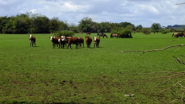 Erina Vitale: "El campo es algo importante para la Argentina"