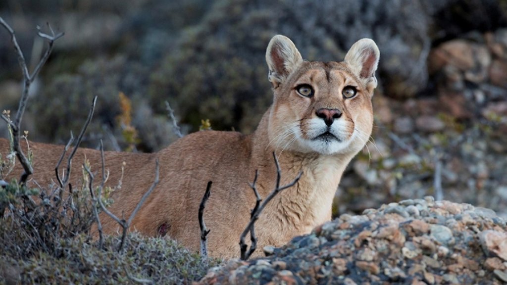 Norma Devecchi: &quot;Un puma perdió la vida por imprudencia vial&quot;