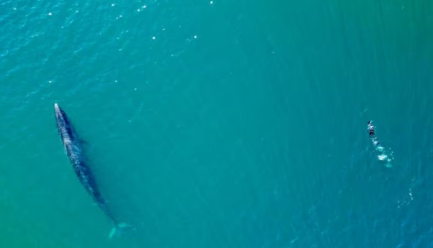 Avistó a la primera ballena Sei, que no se veía desde hace un siglo: “Fue un momento único, nos sorprendió su comportamiento de acercamiento”