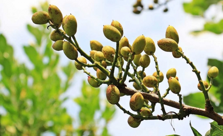 Las principales claves para la plantación de pistacho