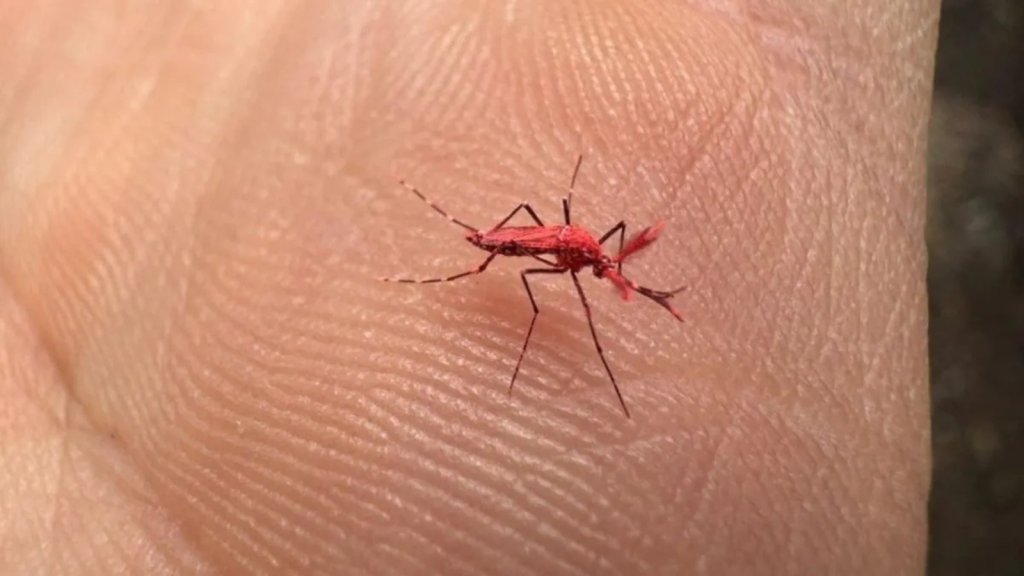 Dr. Hugo Pizzi : &quot;El mosquito rojo es una alternativa para combatir el mosquito del dengue&quot;