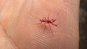 Dr. Hugo Pizzi : "El mosquito rojo es una alternativa para combatir el mosquito del dengue"