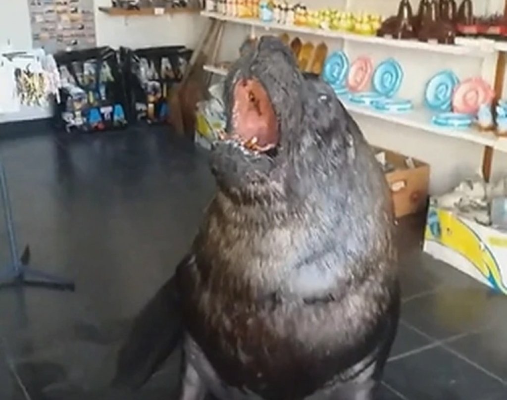 El comerciante que se hizo viral porque un lobo marino entró a su negocio: "Mi papá era domador de lobos"