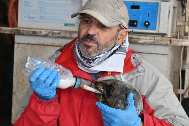 Aparecieron elefantes marinos en Uruguay y el fundador de SOS Fauna Marina explicó el fenómeno