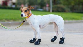 Gabriel Capitelli: "Las botitas para los perros son absolutamente no recomendables"