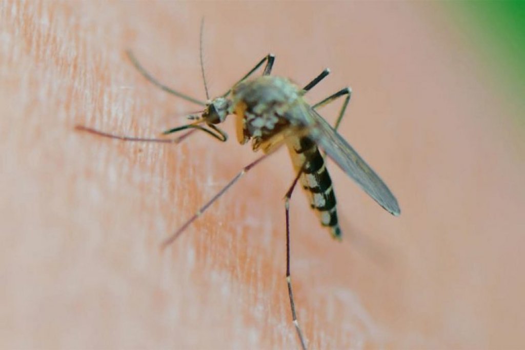Silvina Goenaga: "En este contexto de calor y de luvia es probable que tengamos más mosquitos"