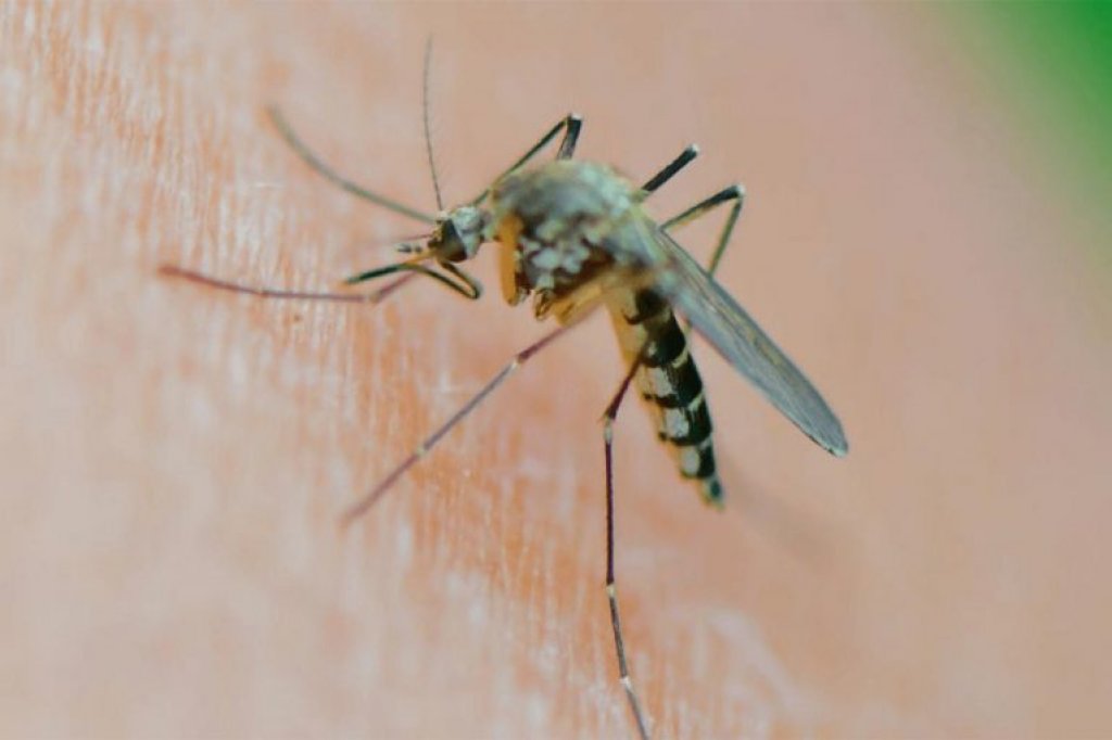 Silvina Goenaga: &quot;En este contexto de calor y de luvia es probable que tengamos más mosquitos&quot;