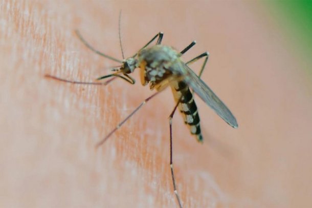 Silvina Goenaga: "En este contexto de calor y de luvia es probable que tengamos más mosquitos"