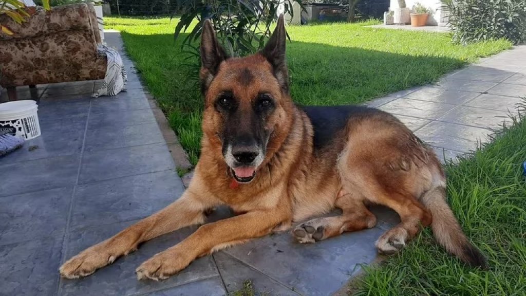 Un ovejero estuvo 10 meses perdido y regresó solo a su casa “El perro la siguió a mi mamá, la esperó y entró&quot;