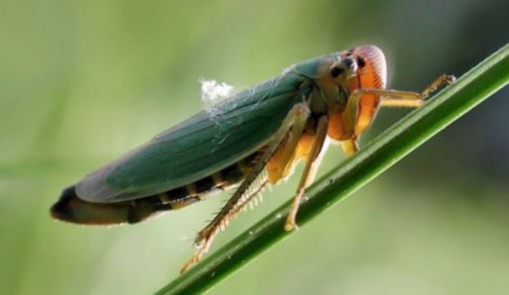 El cuco del campo: la plaga de la chicharrita