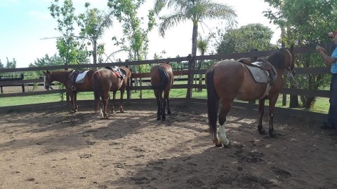 Le robaron tres caballos a un centro de equinoterapia